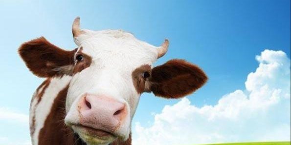cow image